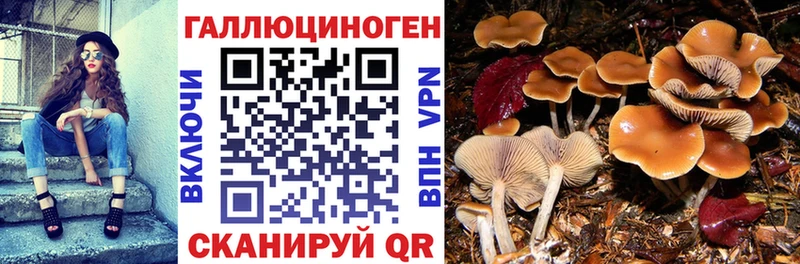 kraken ссылки  Высоцк  Псилоцибиновые грибы GOLDEN TEACHER 